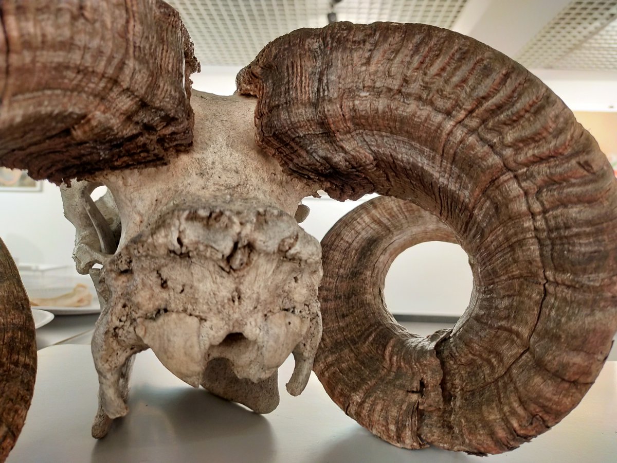 SACHROFICS tweet media