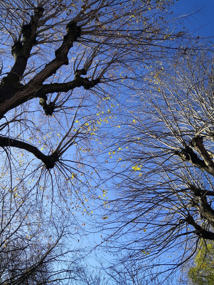 🌿Je vais partir là-bas à l’autre bout Les arbres pleurent Parce qu’au loin d’autres choses meurent Pierre Reverdy / Plupart du temps @laetirature