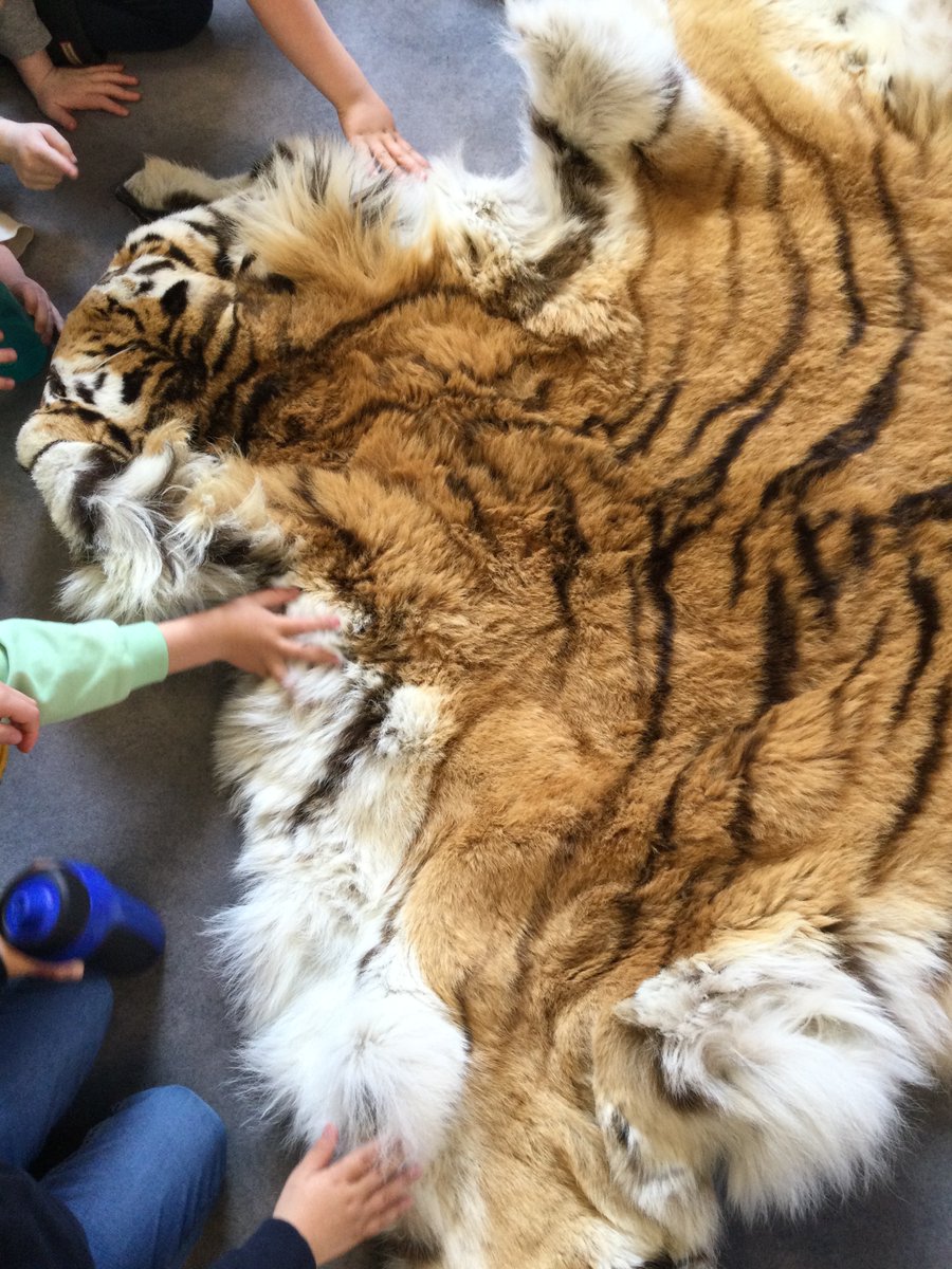 LionsPre's tweet photo. On Friday morning we had a visit from Michael, he came to visit the children from the Booth Museum with Boris the tiger. He rolled the tiger out and the children got to feel him whilst Michael told them about him.  Michael then read The Tiger Who Came To Tea with the children. https://t.co/g9c2K6NCml