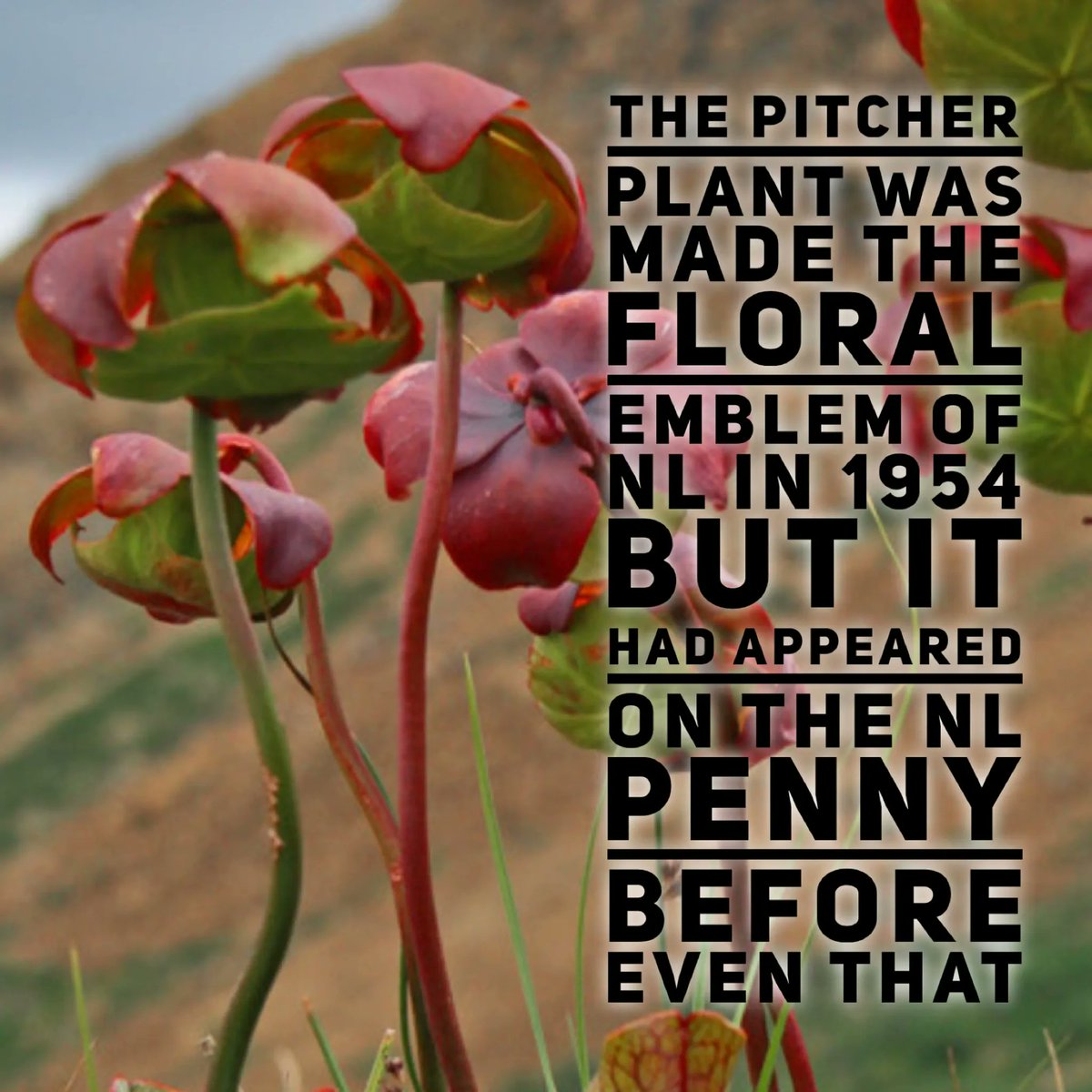 ๐๐๐ฐ๐๐จ๐ฎ๐ง๐๐ฅ๐๐ง๐ ๐
๐๐๐ญ๐จ๐ซ๐ฒ tweet media