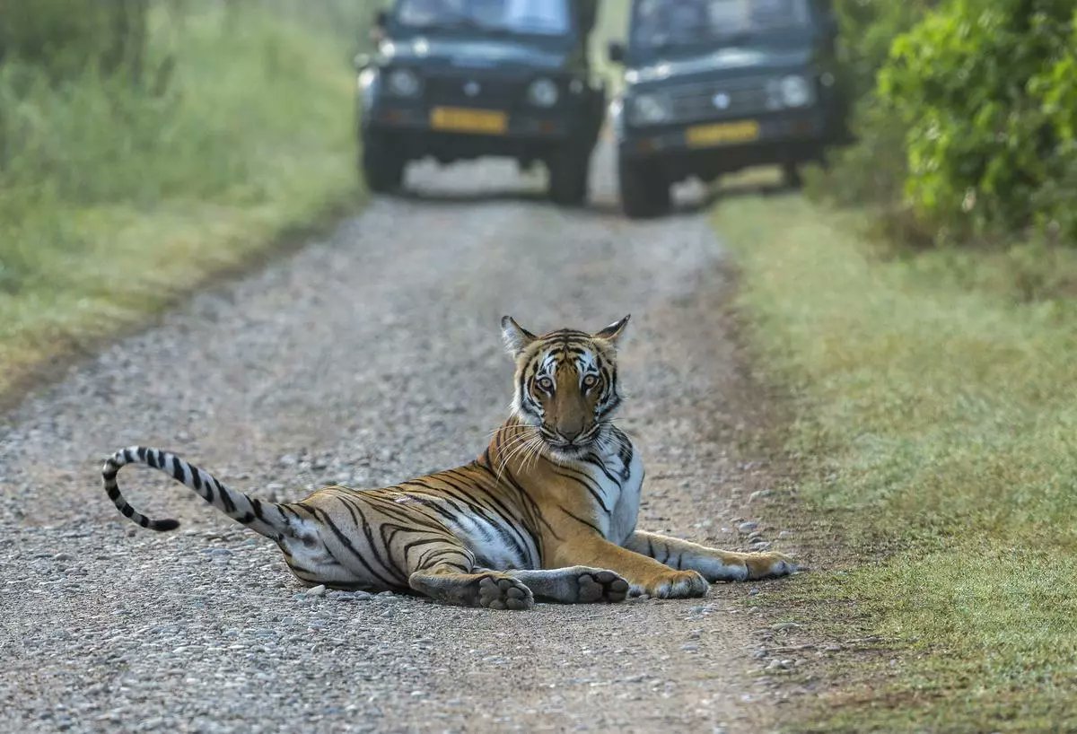 frontline_india's tweet photo. INTERVIEW | "Can #tigers and people coexist in, say, #Karnataka? Yes, of course they can, and do. Can they coexist within a district in the State? Again, the answer is yes."
Tiger expert Dr #UllasKaranth in conversation with Shekar Dattatri.
https://t.co/1x29gtrje7 https://t.co/FeEjocDcYU