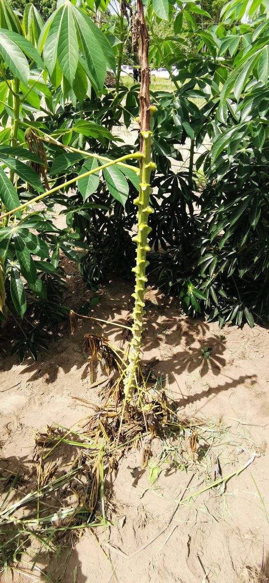 James Legg tweet media