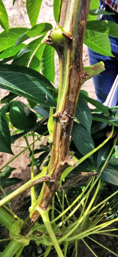 James Legg tweet media