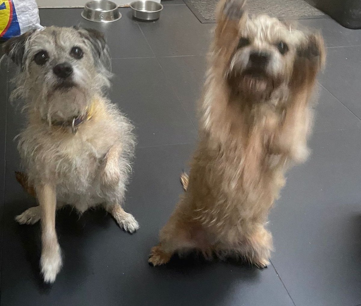 BTWoody's tweet image. Well that was exciting... A puss cat wandered in through the back door, Bonnie went to have words and got us both chucked out of the house 🙄 #pfft. Hoomum picked the cat up and took it out the front but it attached itself to her and she couldn't put it down 🤣. All fine now