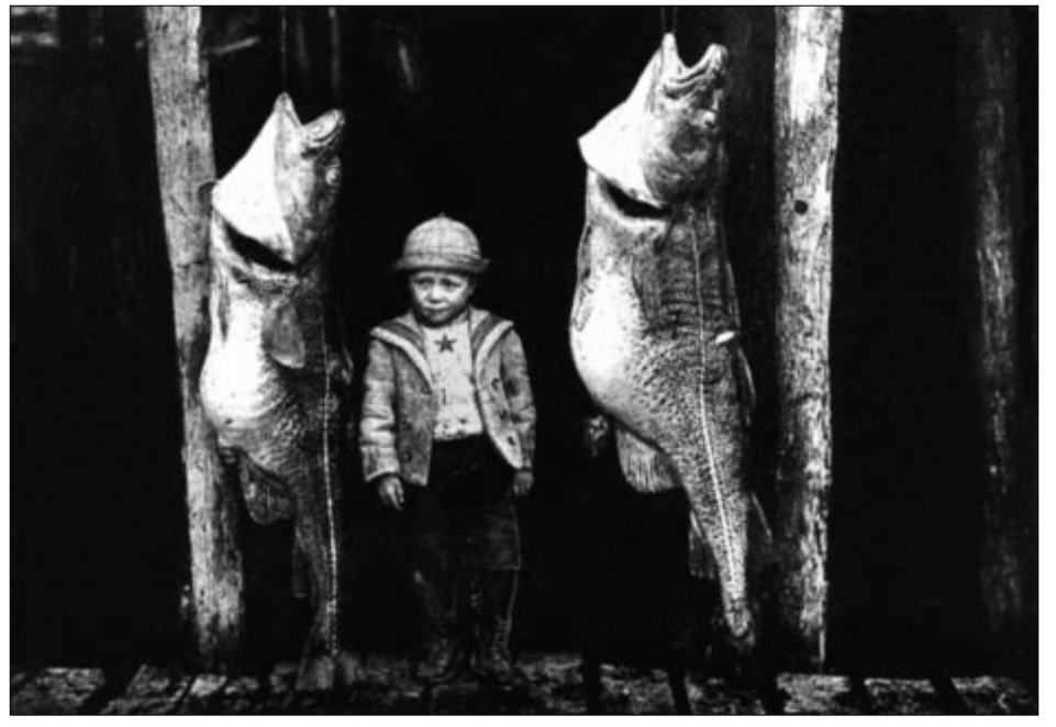 PMonty18's tweet photo. Cod from the trap, Battle Harbour, Labrador 1910. Traps were large, box-shaped stationary nets that, once fixed to seabed and unmonitored. The larger fish measured 5 f, 5 inches and weighed 60 p. (Courtesy of the National Archives of Canada; Neg. No: C76178).#FishArchitecture https://t.co/6H1pqYlbYx