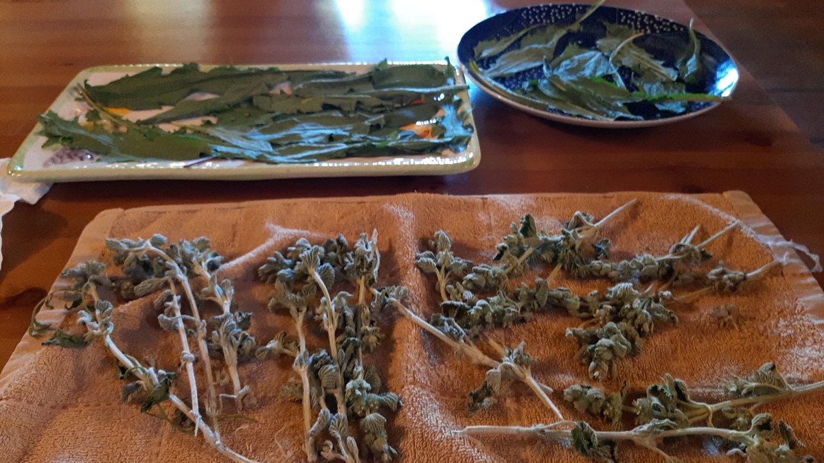 UrbicumAteneo's tweet photo. Primera quincena de mayo 2023: estamos #recolectando amor del hortelano, llanten, diente de León, colleja, amapola y malva.
Recogiendo en #huerta: acelga, apio, perejil, berza, kalanchoe, orégano, hierbabuena, manzanilla, marrubio y melisa. https://t.co/jbLS8nYtQE
