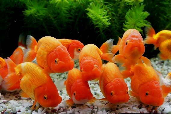 📸 foto bareng temen temen pas pulang cekulaa

Tebak cobaa joli yang manaa? Blubb~🫧