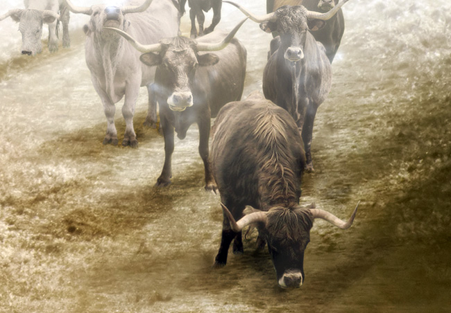 EH_Stonehenge's tweet image. 🐮 The auroch is the wild ancestor of modern domestic cattle. The species became extinct in the British Isles in the Bronze Age, around 1500 BC, but would have existed at the time Stonehenge was being built.