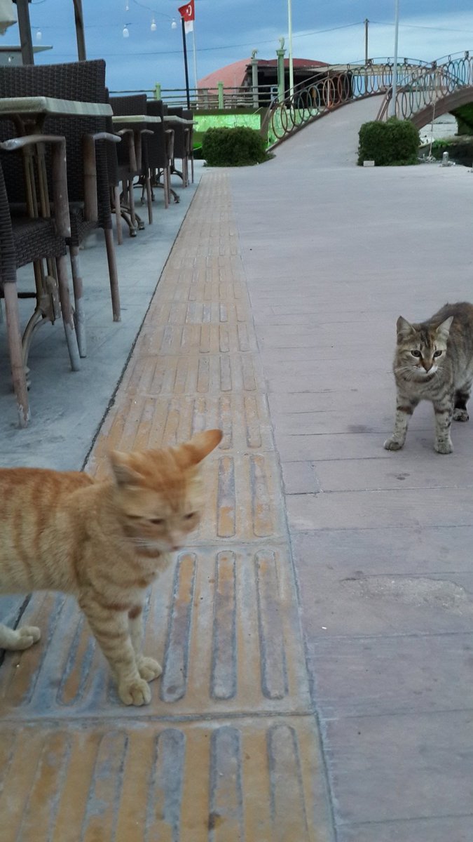 "Sahip olunmayan her zaman kaosla birleşir ve gizemli gelgitin parçası olur."

Carl Gustav Jung