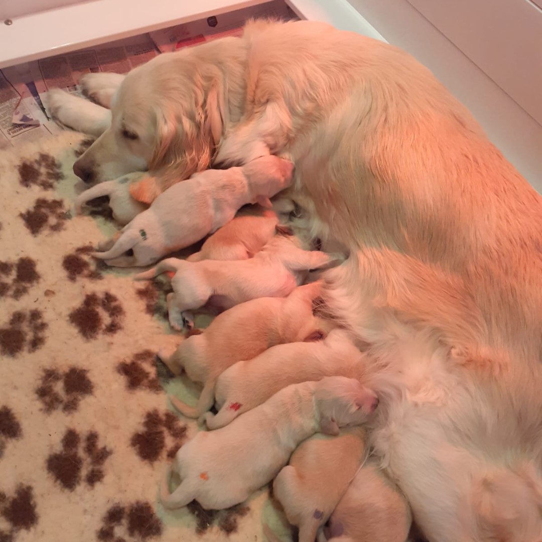 Canine Partners tweet media