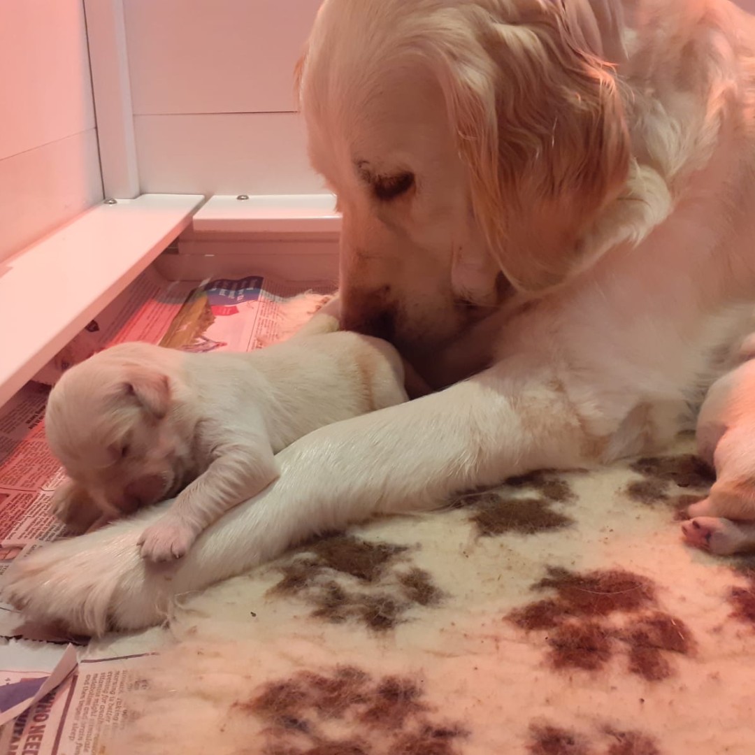 Canine Partners tweet media