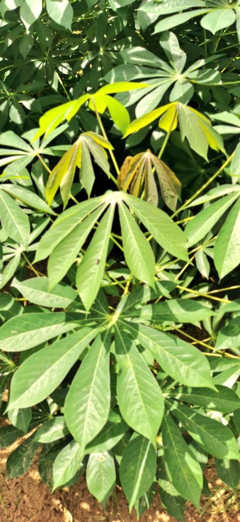 jamesplegg's tweet photo. 🌿 Cassava Solutions 🌿

#Cassava diseases such as CBSD continue to cut yields in East Africa, but #IITA breeders working with international &amp; national partners such as TARI in #Tanzania are making great progress in generating a pipeline of resistant high yielding new varieties https://t.co/SgapmVdE6t