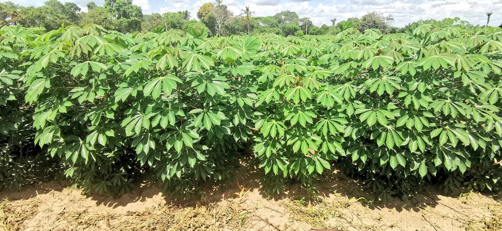 jamesplegg's tweet photo. 🌿 Cassava Solutions 🌿

#Cassava diseases such as CBSD continue to cut yields in East Africa, but #IITA breeders working with international &amp; national partners such as TARI in #Tanzania are making great progress in generating a pipeline of resistant high yielding new varieties https://t.co/SgapmVdE6t