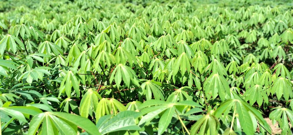 jamesplegg's tweet photo. 🌿 Cassava Solutions 🌿

#Cassava diseases such as CBSD continue to cut yields in East Africa, but #IITA breeders working with international &amp; national partners such as TARI in #Tanzania are making great progress in generating a pipeline of resistant high yielding new varieties https://t.co/SgapmVdE6t