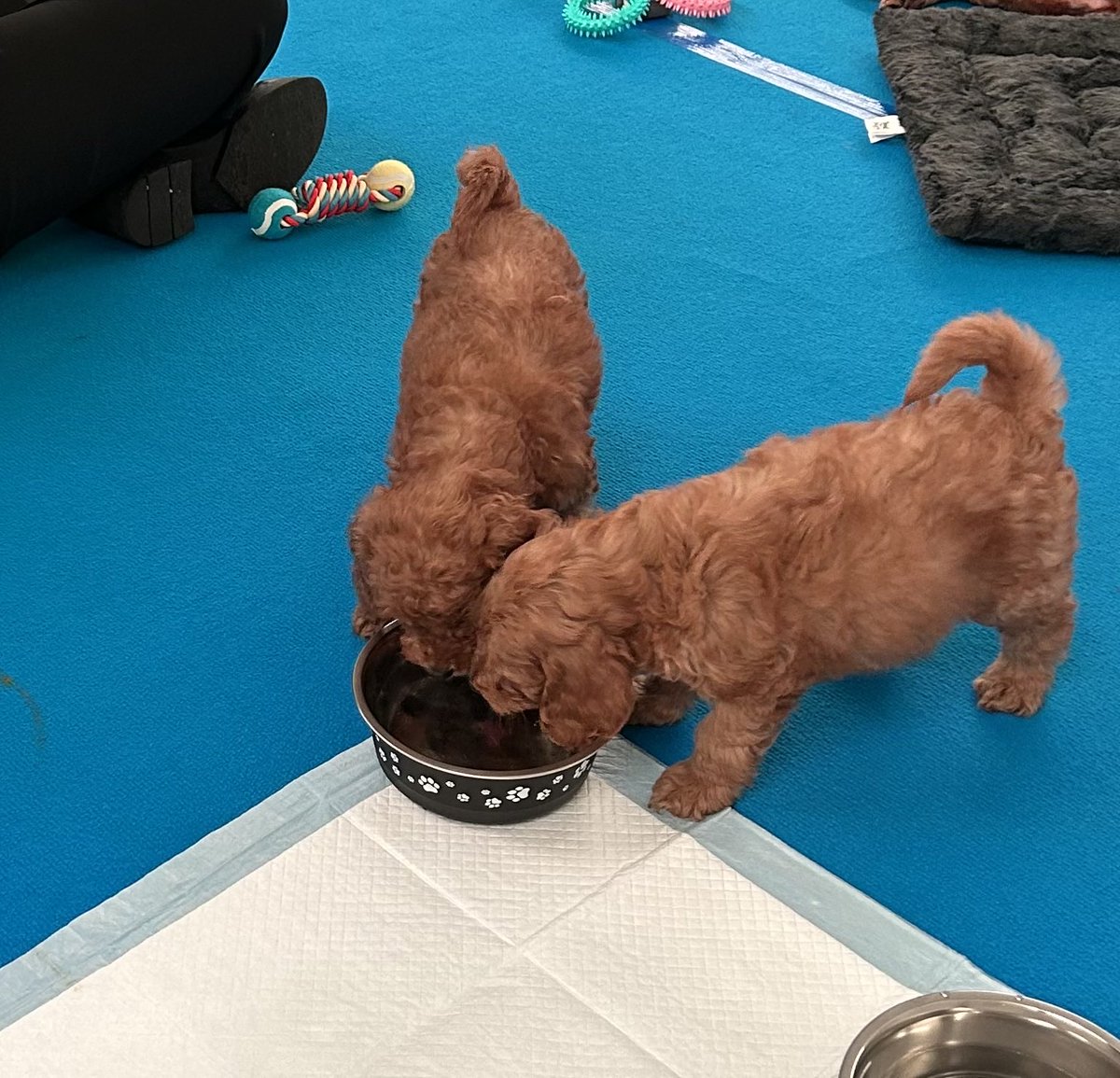 Pushing all the right buttons in the Wellness room at BIBA  #BIBA2023 Destress with adorable puppies 😍 #wellness