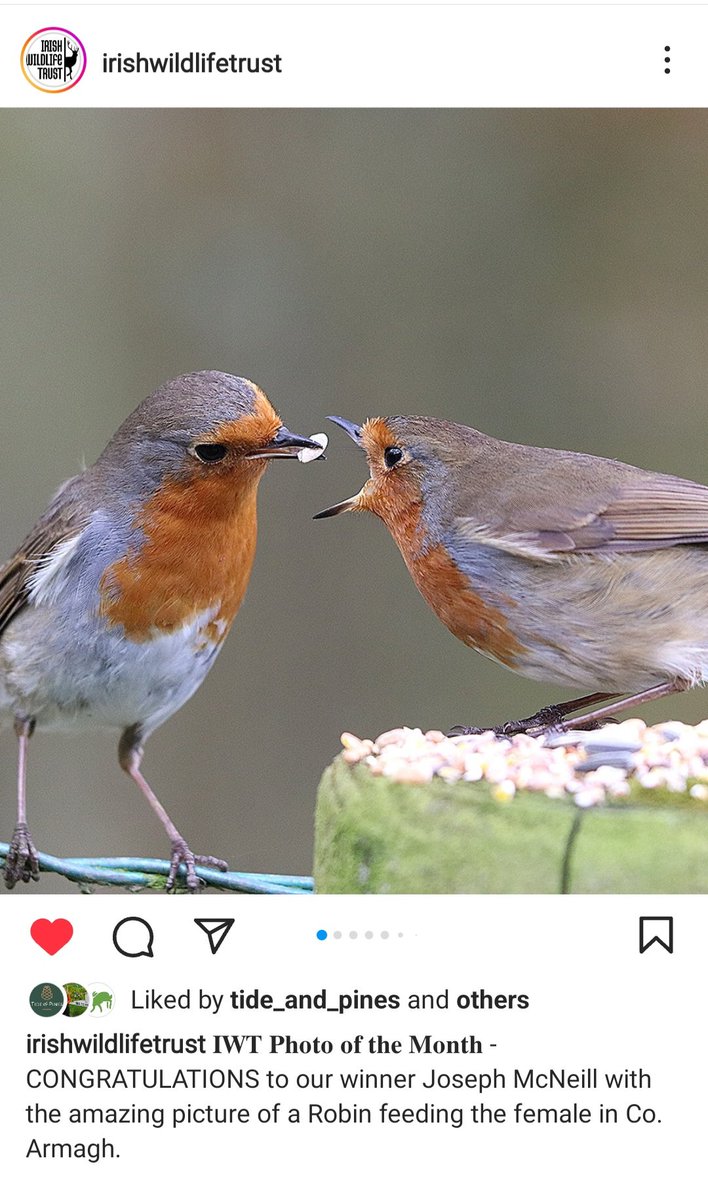Joe McNeill tweet media