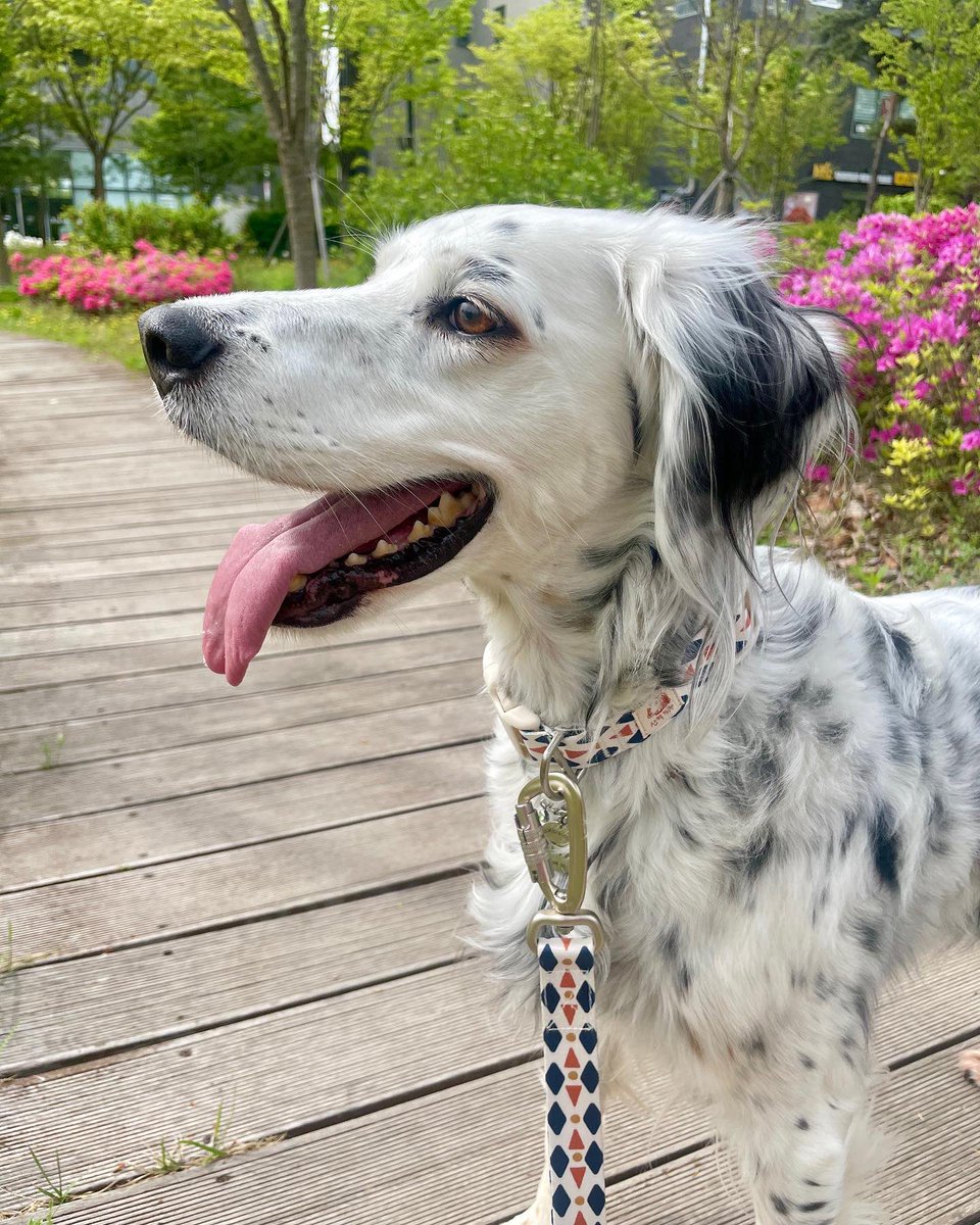 YOOYONSEOK's tweet photo. What’s your idea of a perfect day off? While others may spend it binge-watching or scrolling through social media, I choose to spend mine bonding with my furry baby by taking her out for a #WalkWithLove. After all, Rita deserves some quality time in the great outdoors. 🐶 https://t.co/pVRsfFl7GI