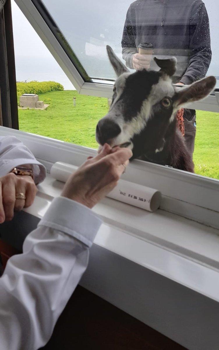 FolkestoneNci's tweet photo. We're used to handing out treats to the many dogs that drop by our watch station. However, we think this is the first time that Ziggy the goat has ever popped his head through the window! https://t.co/uz60sByi7B
