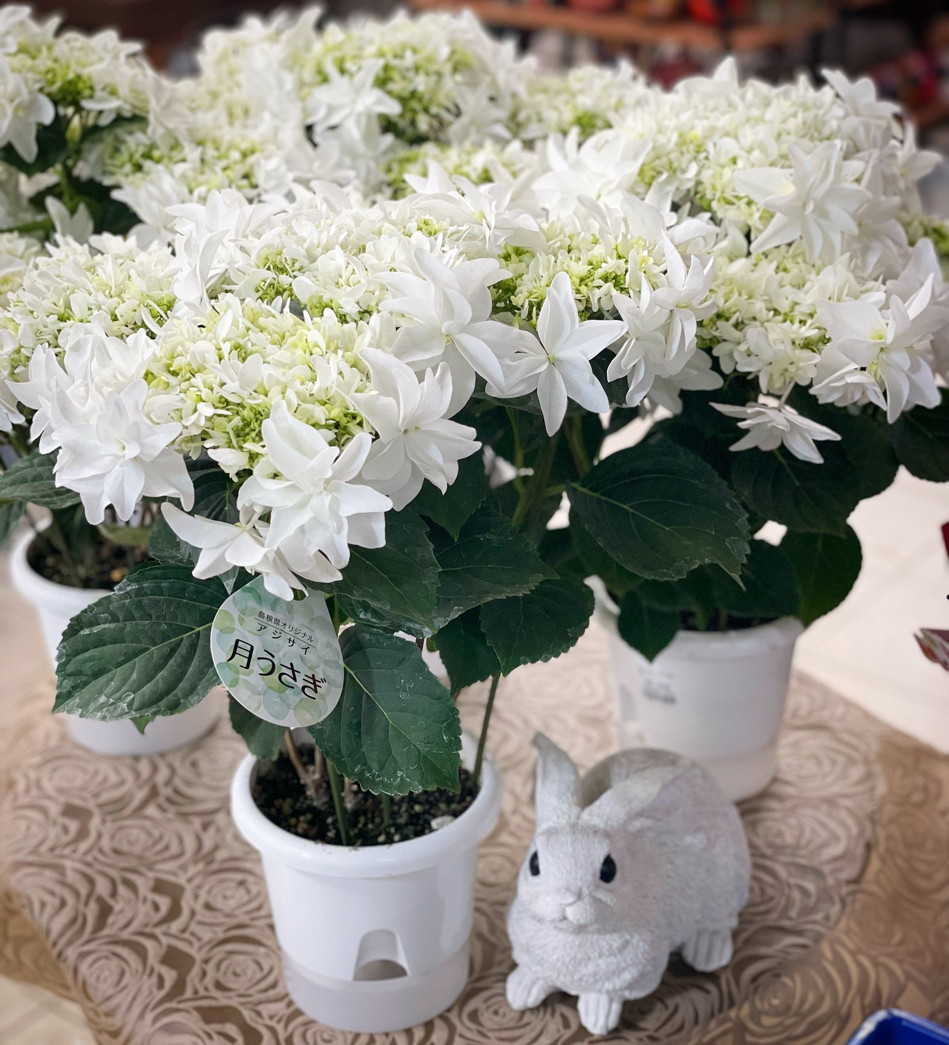 紫陽花苗木/正規品∶花カット来季用/B万華鏡&月うさぎ／6号スリット鉢 紫陽花苗木/正規品∶花カット来季用/B万華鏡&月うさぎ／6号
