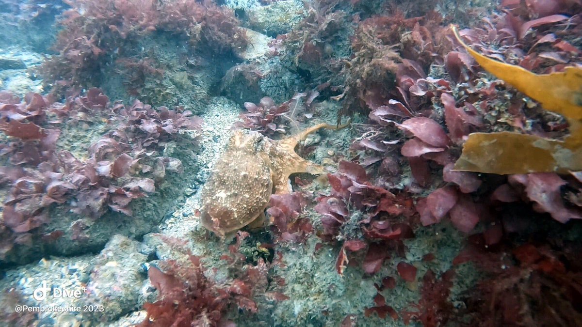 Dearne Valley Divers tweet media