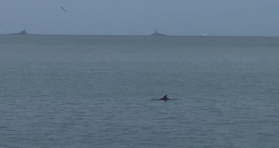 lorrainemills3's tweet photo. Yesterday, I had two Canadian families, who are cruising around Ireland &amp; Britain, on a tour of the breathtaking Antrim Coast. Included in this tour for no extra price was some whale spotting, they maybe dolphins lol but how magical regardless 

@VisitBelfast @TourismIreland https://t.co/oWZEfmxczY