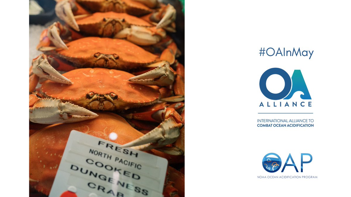 Dungeness 🦀 is one of the most iconic & valuable #fisheries on the West Coast, valued at over $50 million annually in the State of Oregon alone.

Scientists & seafood growers are #WorkingTogether to understand #OAImpacts on 🦀 fisheries & support #community resilience. #OAInMay