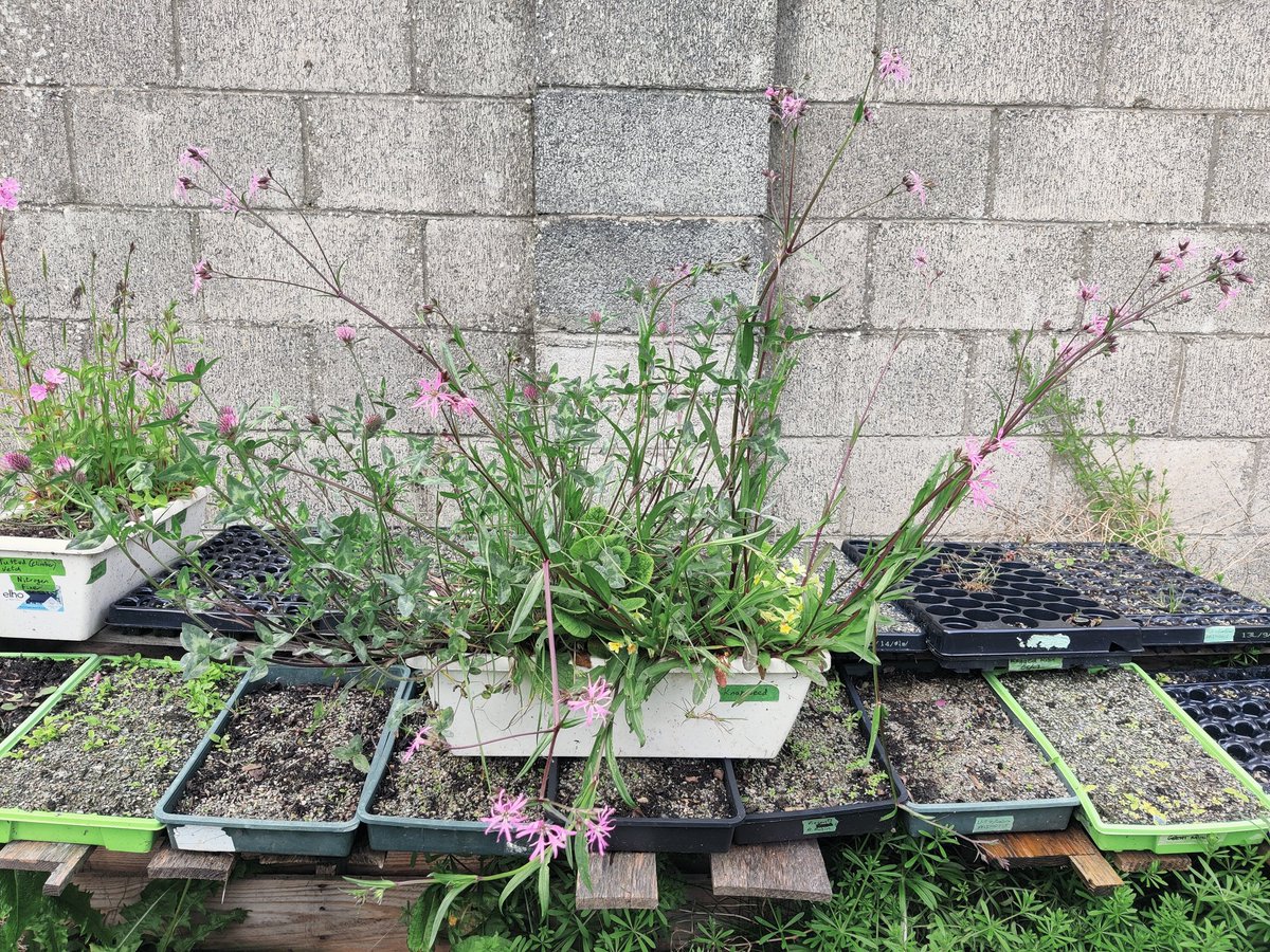 Mini Meadows tweet media