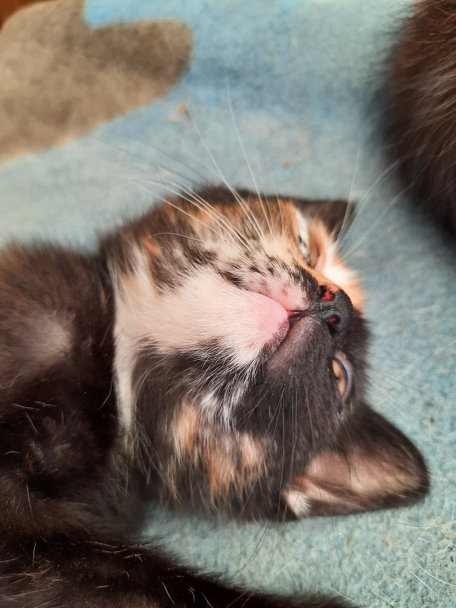 AgnsMarquis1's tweet photo. Mon chat a disparu, si vous le voyez vous ne le louperez pas!
Prévenez-moi si c'est le cas svp!!! https://t.co/bVXwXxygNf