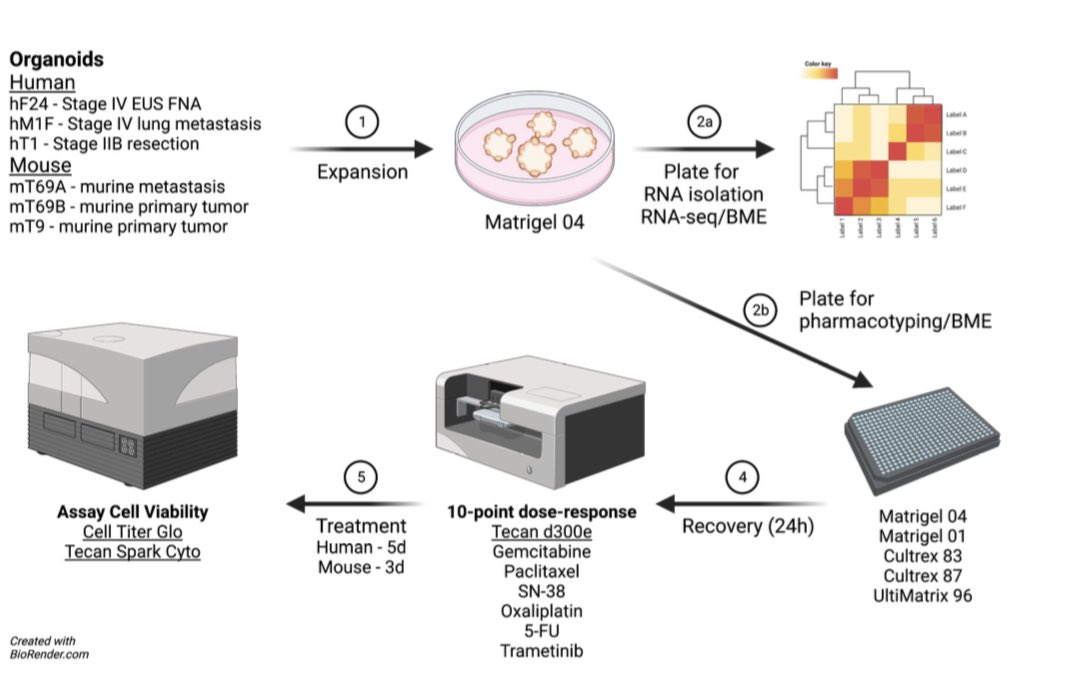 Anirban Maitra (@aiims1742) on Twitter photo Kudos to <a href="/DannieEngle/">Dr. Dannie</a> <a href="/salkinstitute/">Salk Institute</a> for completing a rigorous QC study that no one wants to do, but which absolutely needs to be done!
The impact of extracellular matrix on the precision medicine utility of #PancreaticCancer patient-derived organoids
biorxiv.org/content/10.110… Kudos to <a href="/DannieEngle/">Dr. Dannie</a> <a href="/salkinstitute/">Salk Institute</a> for completing a rigorous QC study that no one wants to do, but which absolutely needs to be done!
The impact of extracellular matrix on the precision medicine utility of #PancreaticCancer patient-derived organoids
biorxiv.org/content/10.110…