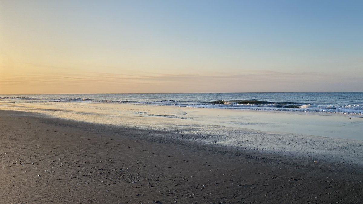 SeaPriceNC's tweet photo. No turtles but the sanderlings are cute https://t.co/XUq8jJR9tv