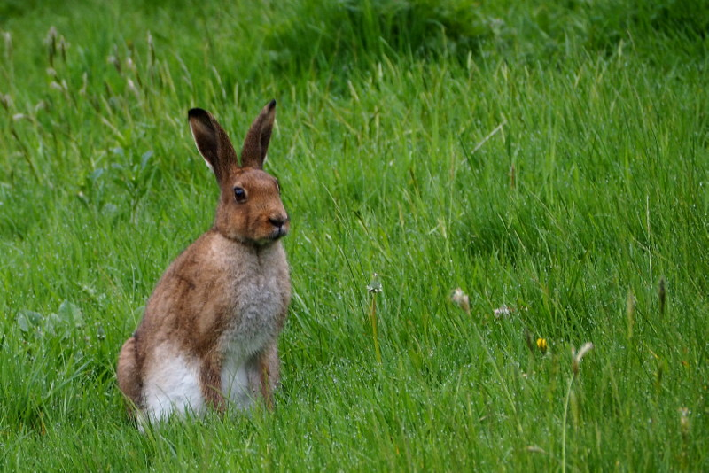 BurrenbeoTrust's tweet photo. Join us for #BurreninBloom special webinar on The Irish Hare this evening at 8pm with Dr Karina Dingerkus. FREE Register at https://t.co/WYKCT0yxaP
This talk will look at the Irish hare in our farming and cultural landscape, and what makes the Irish hare uniquely Irish. https://t.co/cpj2zZCXOP