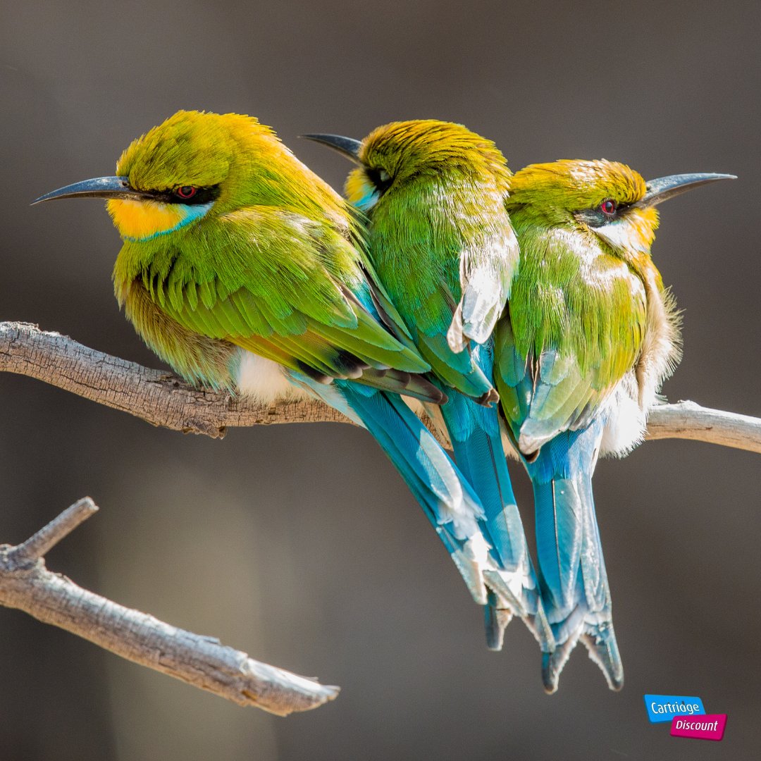 ukcartridges's tweet photo. We love #colour - who doesn't! Our quality products will bring colour to your #printing and #photography. https://t.co/2CsWShIYwa