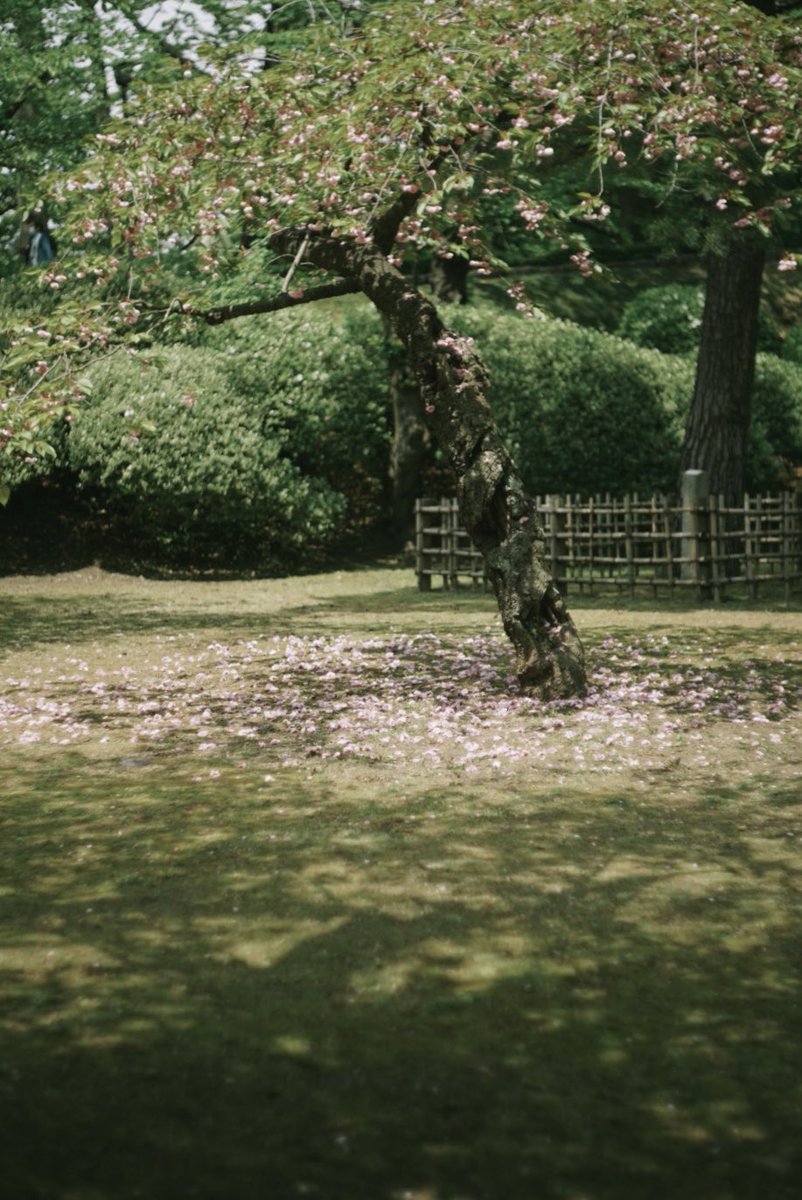 まだ少し残る八重桜と
ベビーカーデビューのﾑﾁｭﾒ👶

#babyphoto
#ベビーフォト