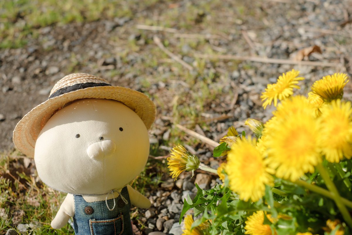 mellow yellow

#うさまる #うさこ #うさまるの横のうさこちゃん #usamaru 
#春も終わりますが 
#遅ればせながら #up
#菜の花 #菜の花畑 #春の花 
#福島潟 #新潟 #niigata 
#新潟カメラ部 #新潟写真部 #niigatapic #東京カメラ部 #tokyocameraclub 
#fujifilm #fujifilm_xseries