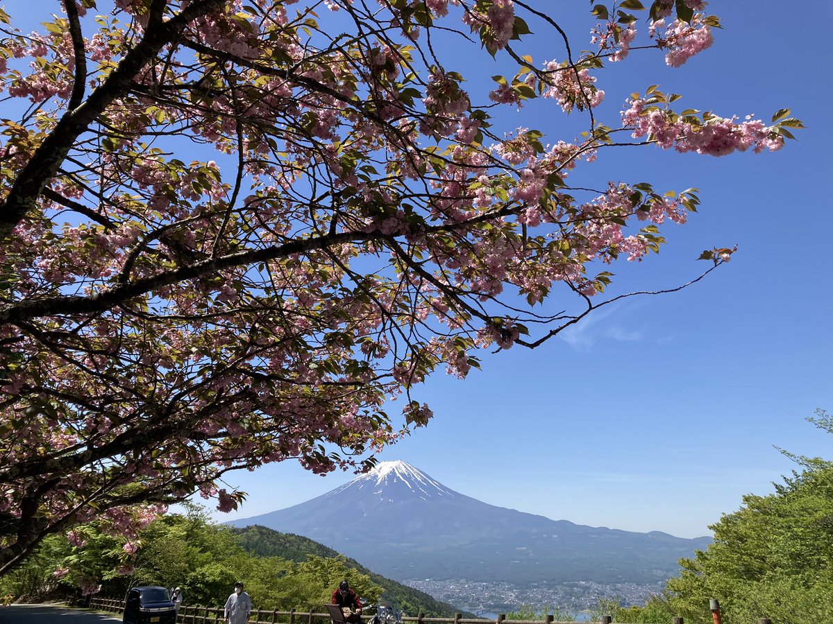 usapi0125's tweet photo. 五月晴れの本日92歳の母と一緒に富士山を見に来ました。最初の写真は本栖湖の芝桜、大石公園のネモフィラと富士山最後は峠の茶屋からの富士山と桜🌸富士山は何度見てもワクワクします。 https://t.co/0U9WWrDpDh