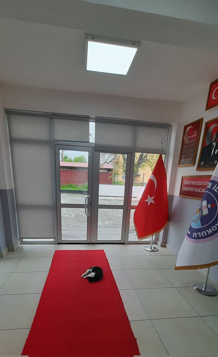 OzluceO's tweet photo. Kalk yerine yat,diyoruz. 
Gidin başımdan, diyor. https://t.co/ZRPrzIvRMa