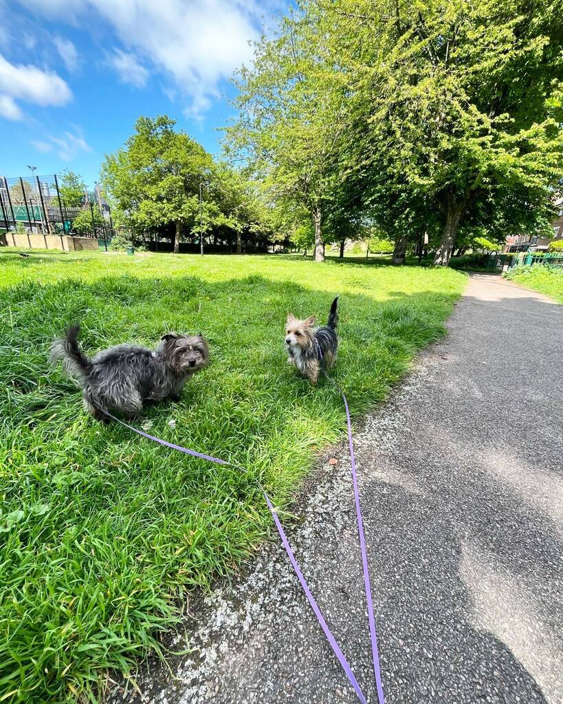 Grassy and sunny in Lambeth this morning