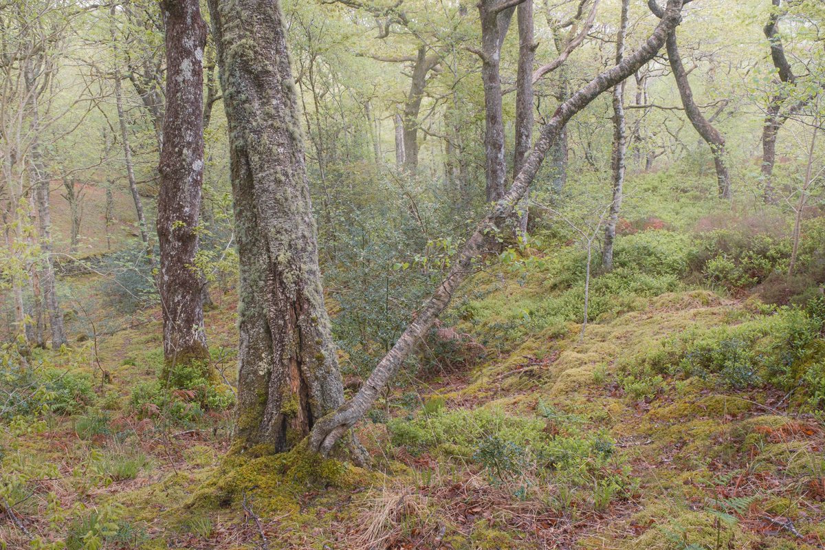 Another nice little woodland scene from the weekend out in Snowdonia 
#woodlands