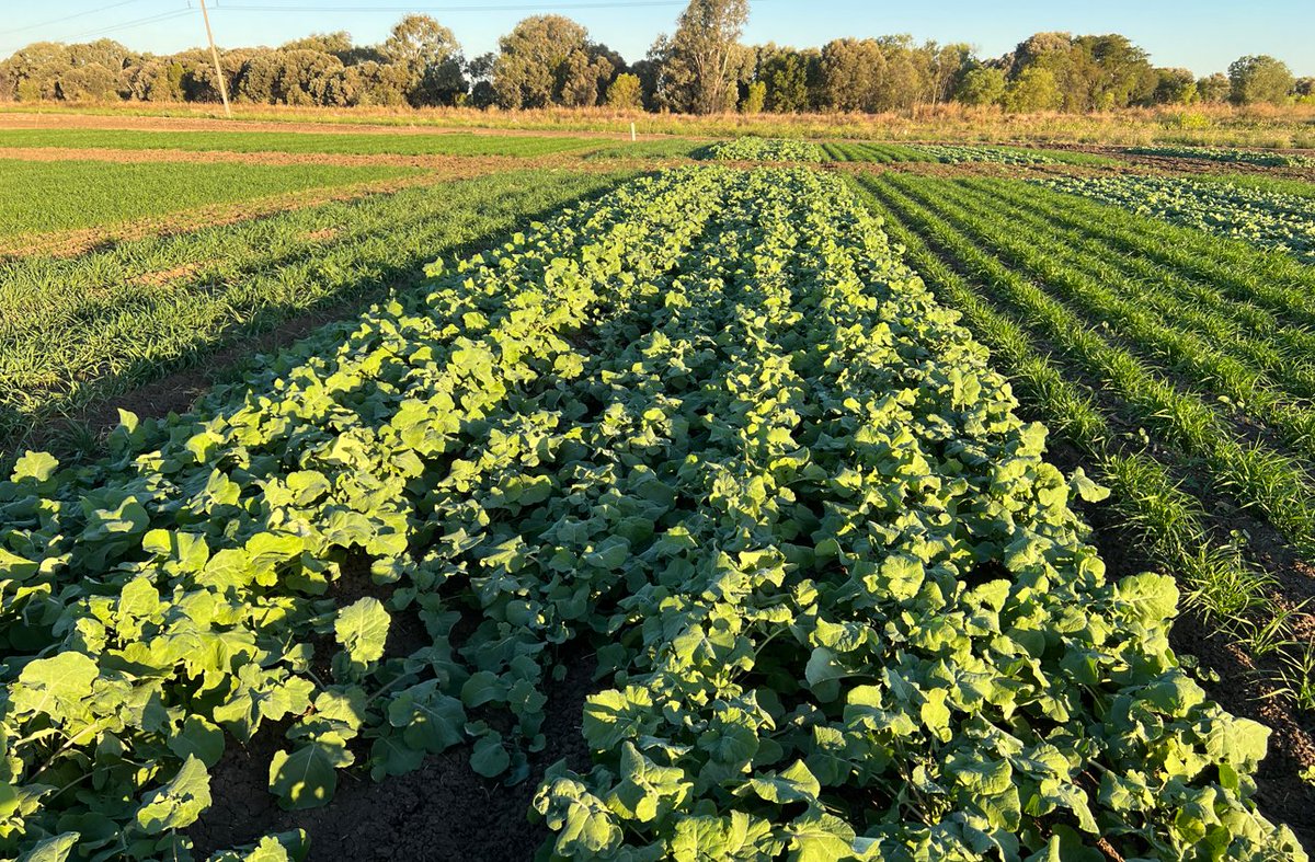 EM38 over the #CQ #NorthernFarmingSystems trial. Image 1: 28th March, Image 2 taken today looking at profile down to approx. 60 cm. Scale the same for both images (50 (red) - 150 (blue) Cv) Can you pick where the early barley &amp; our early sown test strips are planted..?