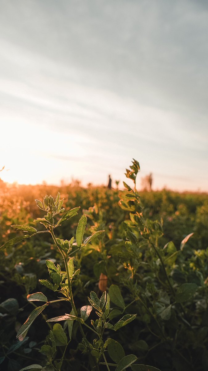 Nicolás Magaldi ⚡️ tweet media