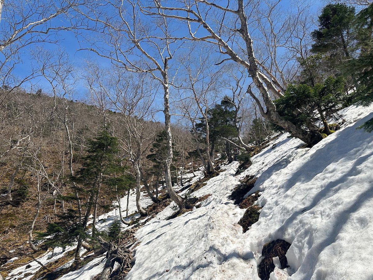 Mayumi_Yama_'s tweet photo. 【硫黄岳に向かう方への登山道情報】
オーレン小屋から赤岩の頭までは結構雪が残ってます。
この写真のように左側が斜面で道幅も狭く歩きづらいです。
この道を使われる際はチェーンスパイクや軽アイゼンはあった方がいいです！
※天気によって変わるので最新の登山情報を確認してくださいね！ https://t.co/O1xY5S8za8