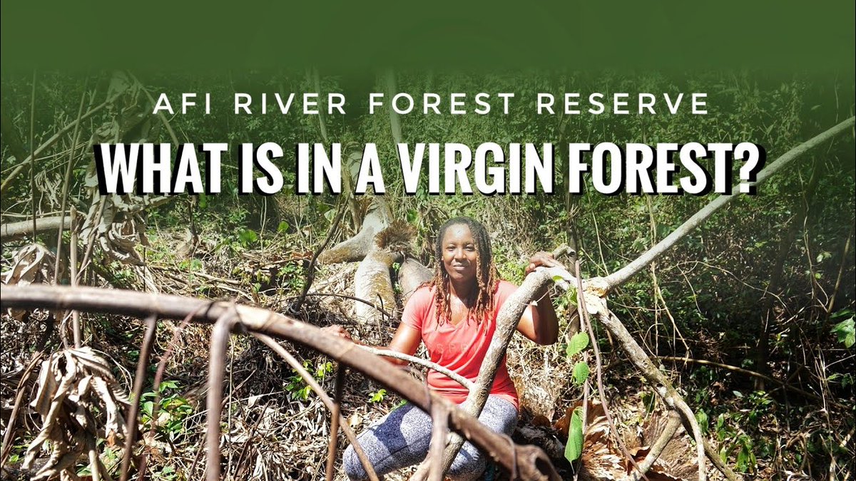 Video: Forest walk in Afi River Forest Reserve, Nigeria > buff.ly/3niJU9z

#Nigeria #ForestReserve