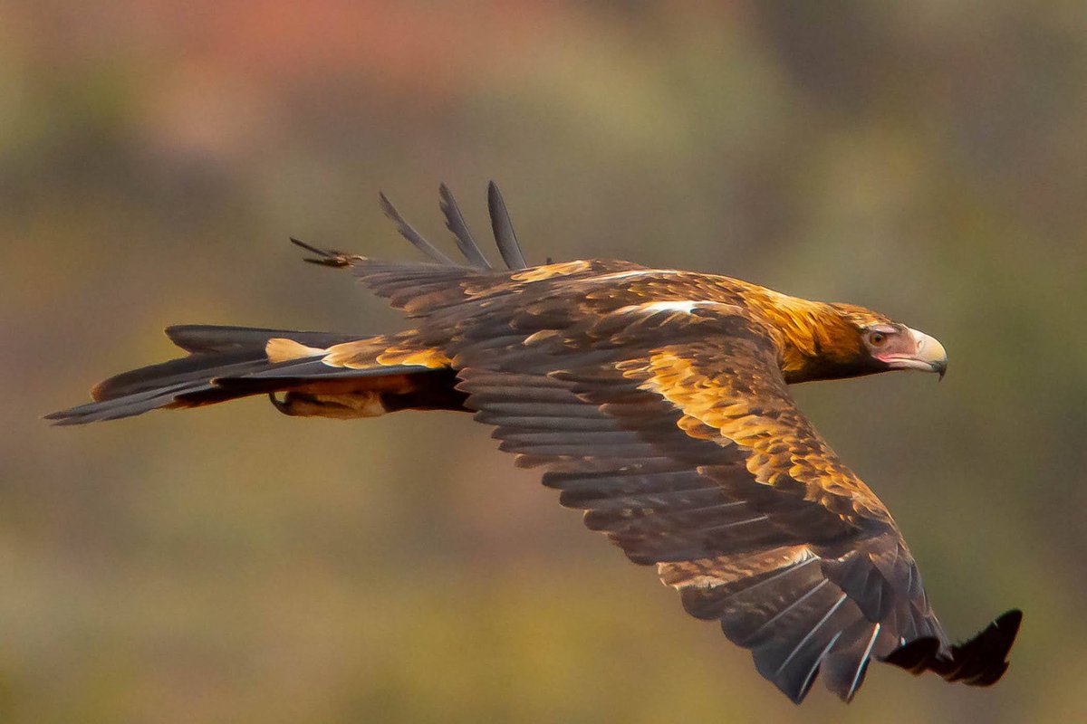 atzimm's tweet photo. @sykesjeff Wedge-tailed eagle https://t.co/Sz948SvBfM