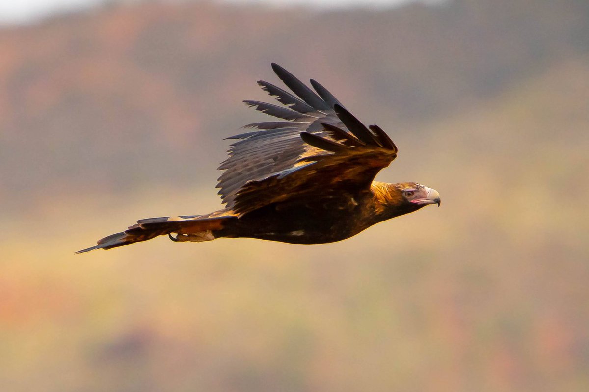 atzimm's tweet photo. @sykesjeff Wedge-tailed eagle https://t.co/Sz948SvBfM