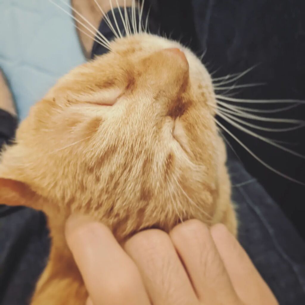 michiochips's tweet photo. ベッドに横になった人間の膝上を速攻で確保して甘えるねこ https://t.co/mSetAVY97B https://t.co/ndrkC8nWDC
