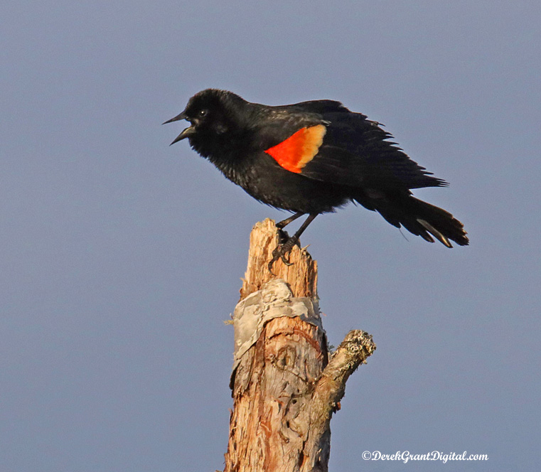 on Twitter "Redwinged Blackbird Agelaius