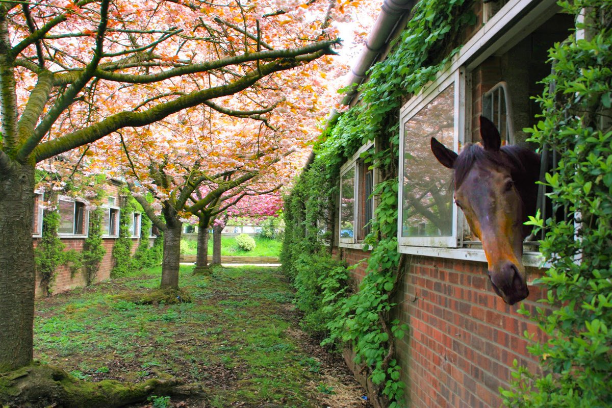 OldGoldRacing's tweet photo. Fizzy in the blooms πΈ
Fitz Perfectly, our @Fitzdares horse, has the most beautiful outlook from her stable @FellowesRacing
*
*
*
#prettylady #partnershiphorse #ownapieceoftheaction #getyourheartracing #fitzdares https://t.co/zx5Gm9EsEy