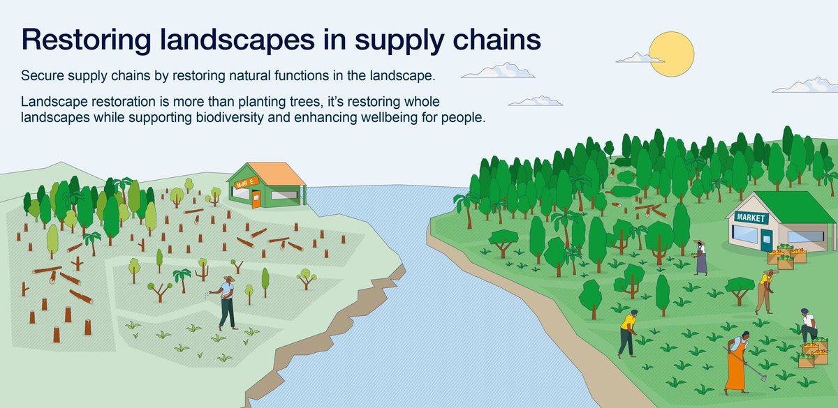 New publication!

⏳ <a href="/IUCN/">IUCN</a> and <a href="/FOLUCoalition/">Food and Land Use Coalition</a> have just launched a guide to support agribusinesses to reduce risks in their supply chains. ⏳

👉 bit.ly/3Me93M3

#LandscapeRestoration
#NaturePositive