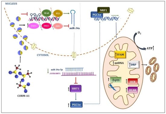 Check out our new publication talking about impact of carbon monoxide on miR34a-5p ameliorating atherogenesis !
mdpi.com/2076-3921/12/5…