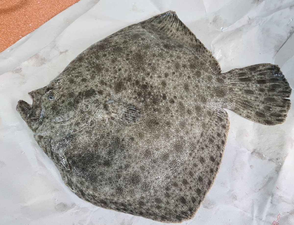 merjmat_'s tweet image. Un peixet i patates palla.
#Turbot
#Gana